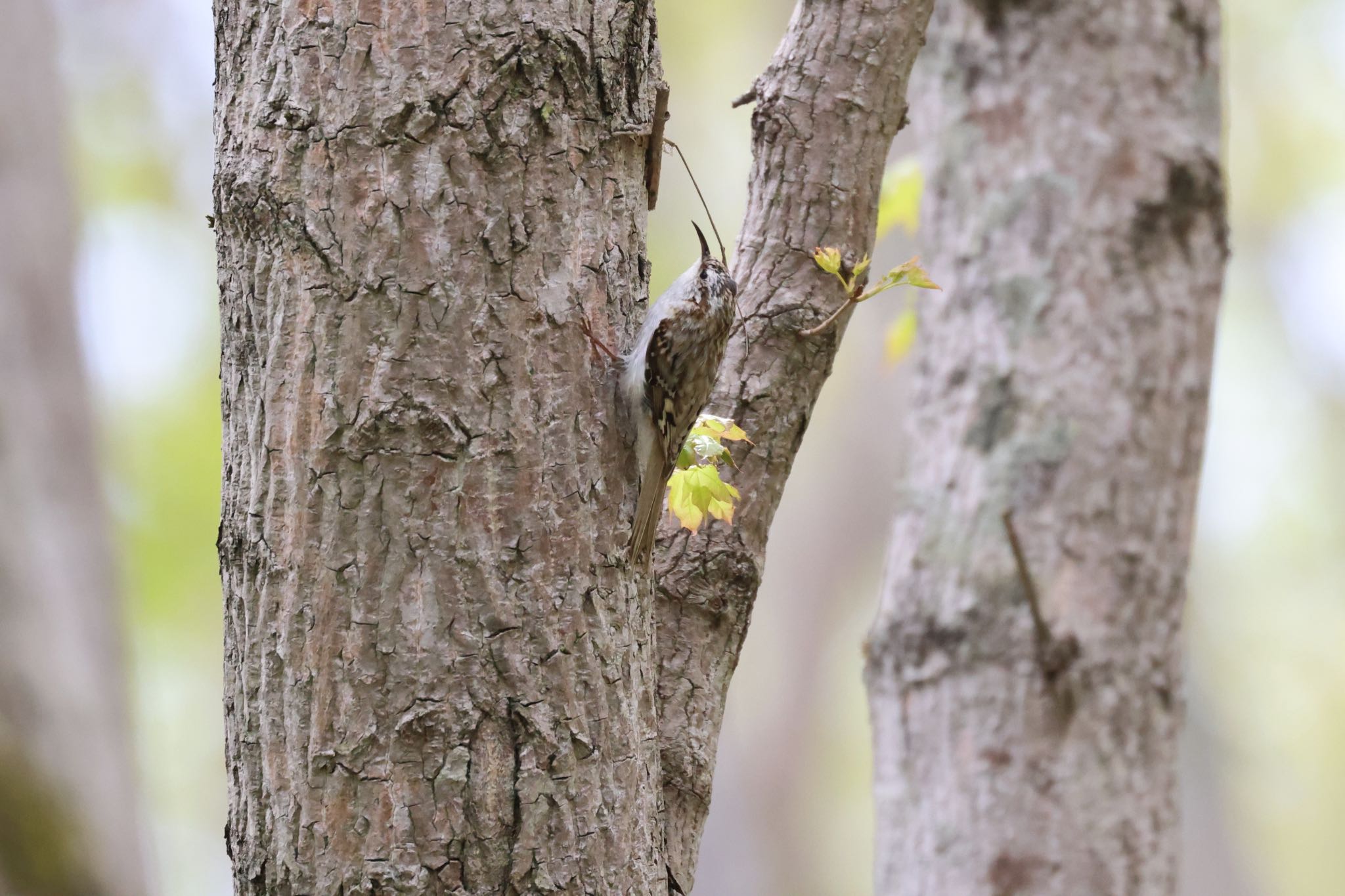 Photo of Eurasian Treecreeper at Nishioka Park by will 73