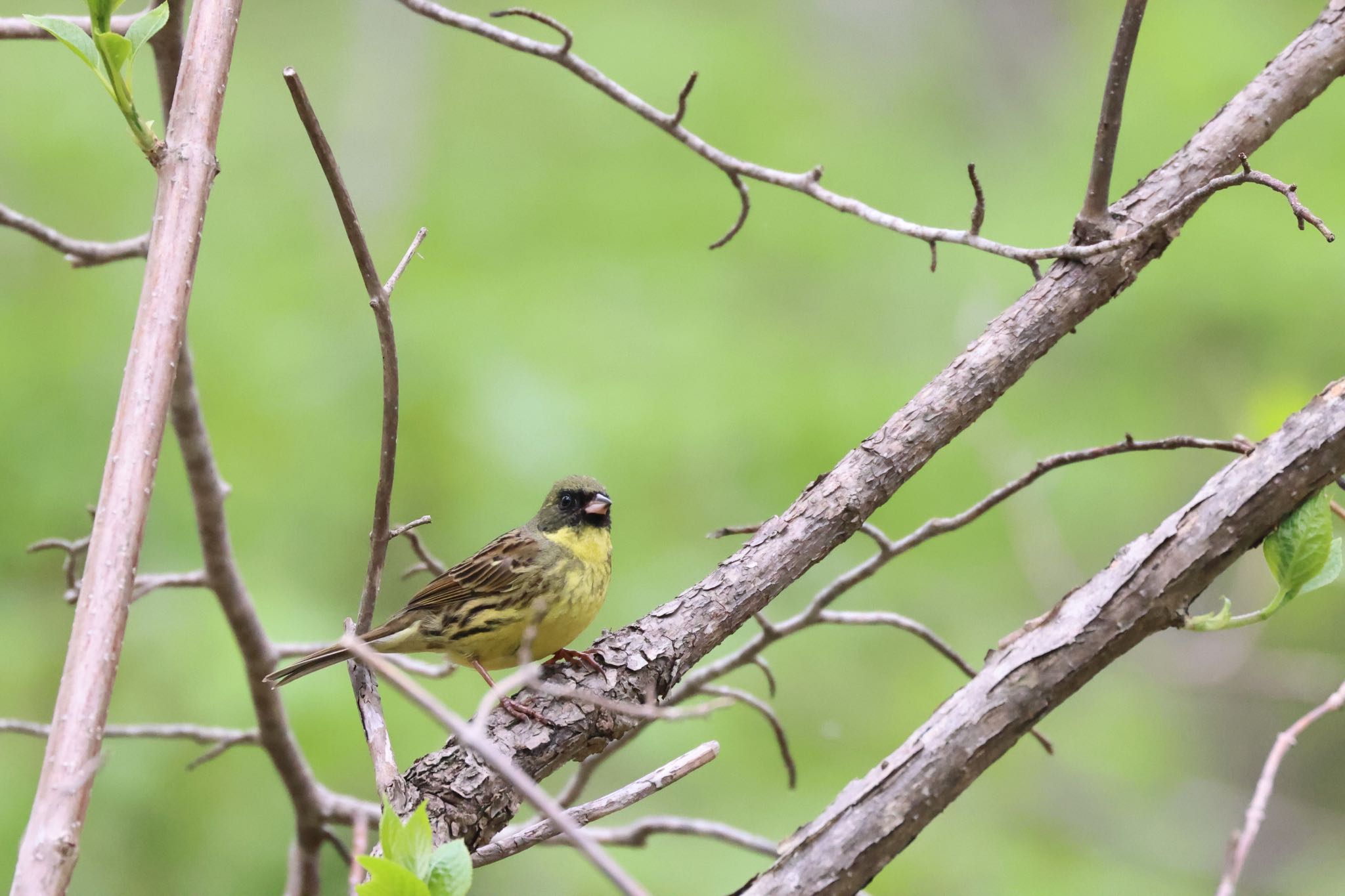 Photo of Masked Bunting at Nishioka Park by will 73