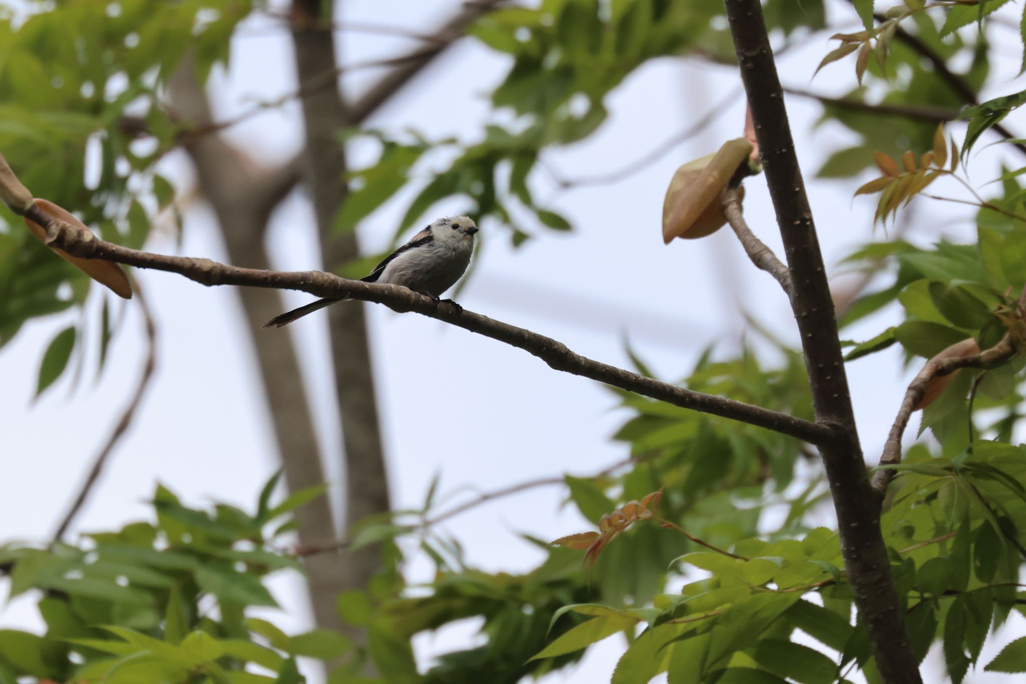 Photo of Long-tailed tit(japonicus) at Nishioka Park by will 73