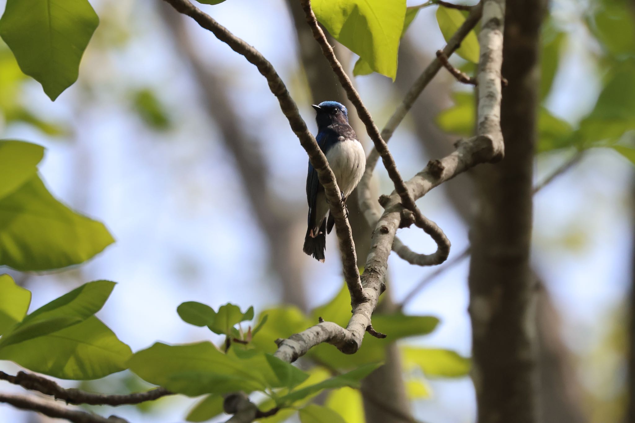 Photo of Blue-and-white Flycatcher at Nishioka Park by will 73