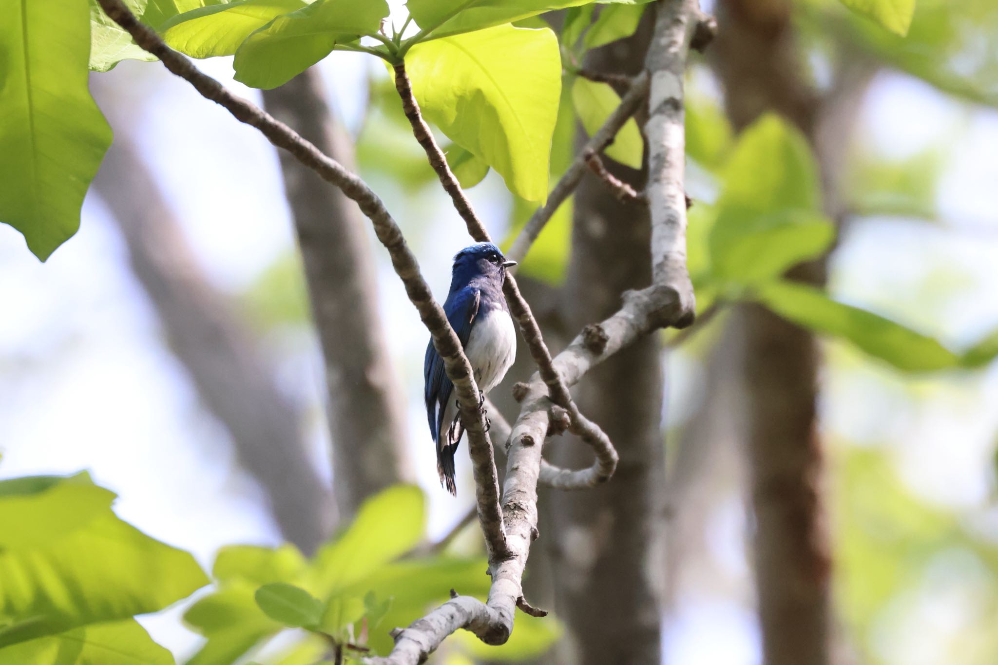 Photo of Blue-and-white Flycatcher at Nishioka Park by will 73