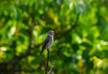 サメビタキ 稲佐山公園 2023年5月16日(火)