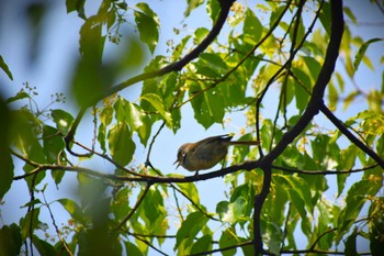 Japanese Bush Warbler 稲佐山公園 Tue, 5/16/2023