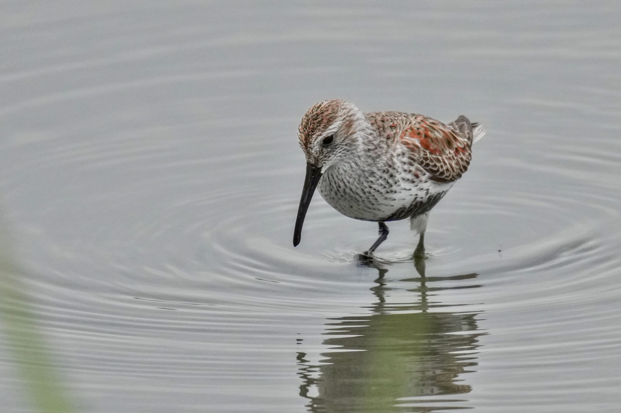 Dunlin