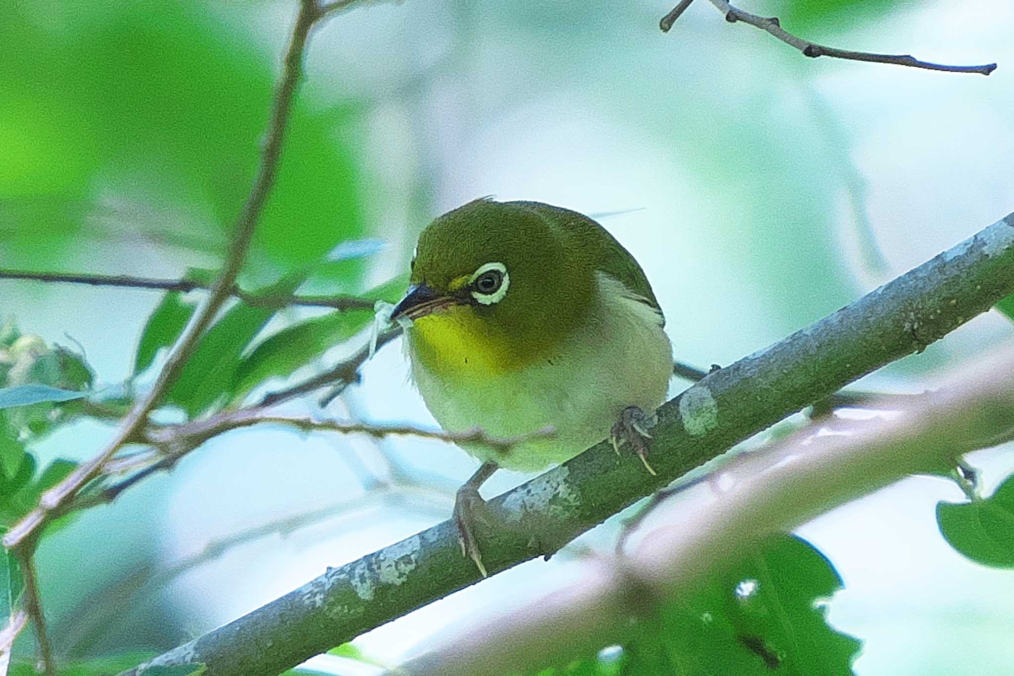 Warbling White-eye