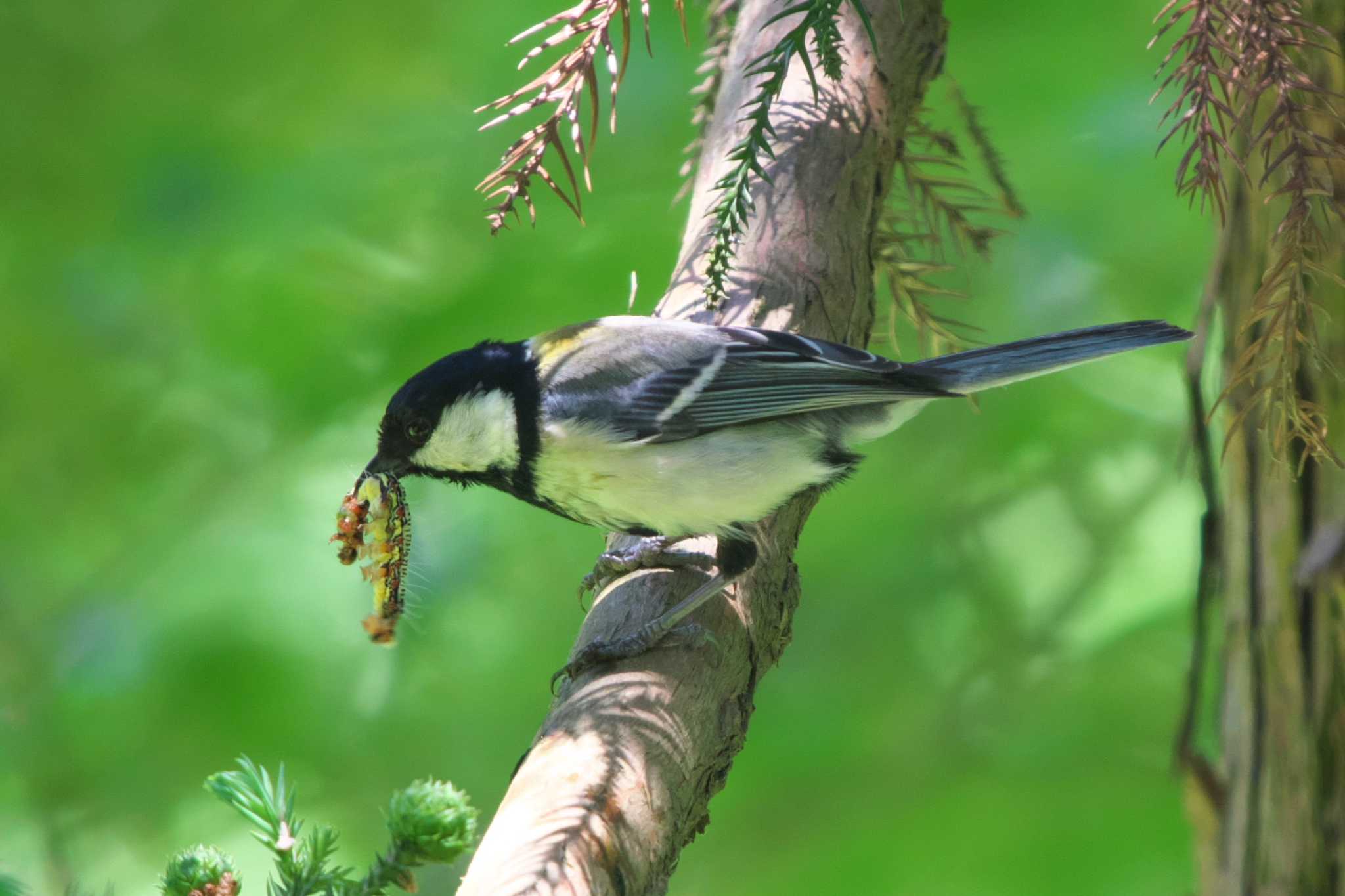 Japanese Tit