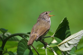 2023年5月16日(火) 座間谷戸山公園の野鳥観察記録