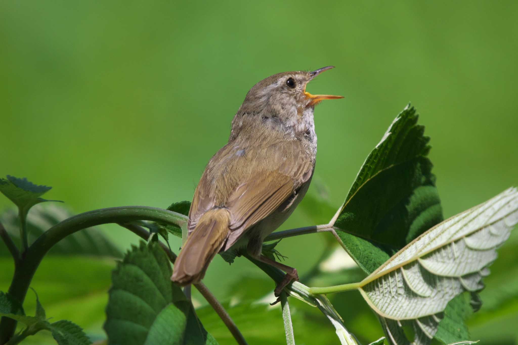 Japanese Bush Warbler