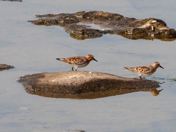 Red-necked Stint Kasai Rinkai Park Tue, 5/16/2023