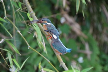 Common Kingfisher 神奈川県相模原市 Sun, 6/7/2015