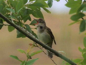 Oriental Reed Warbler 江戸川 Sun, 5/14/2023