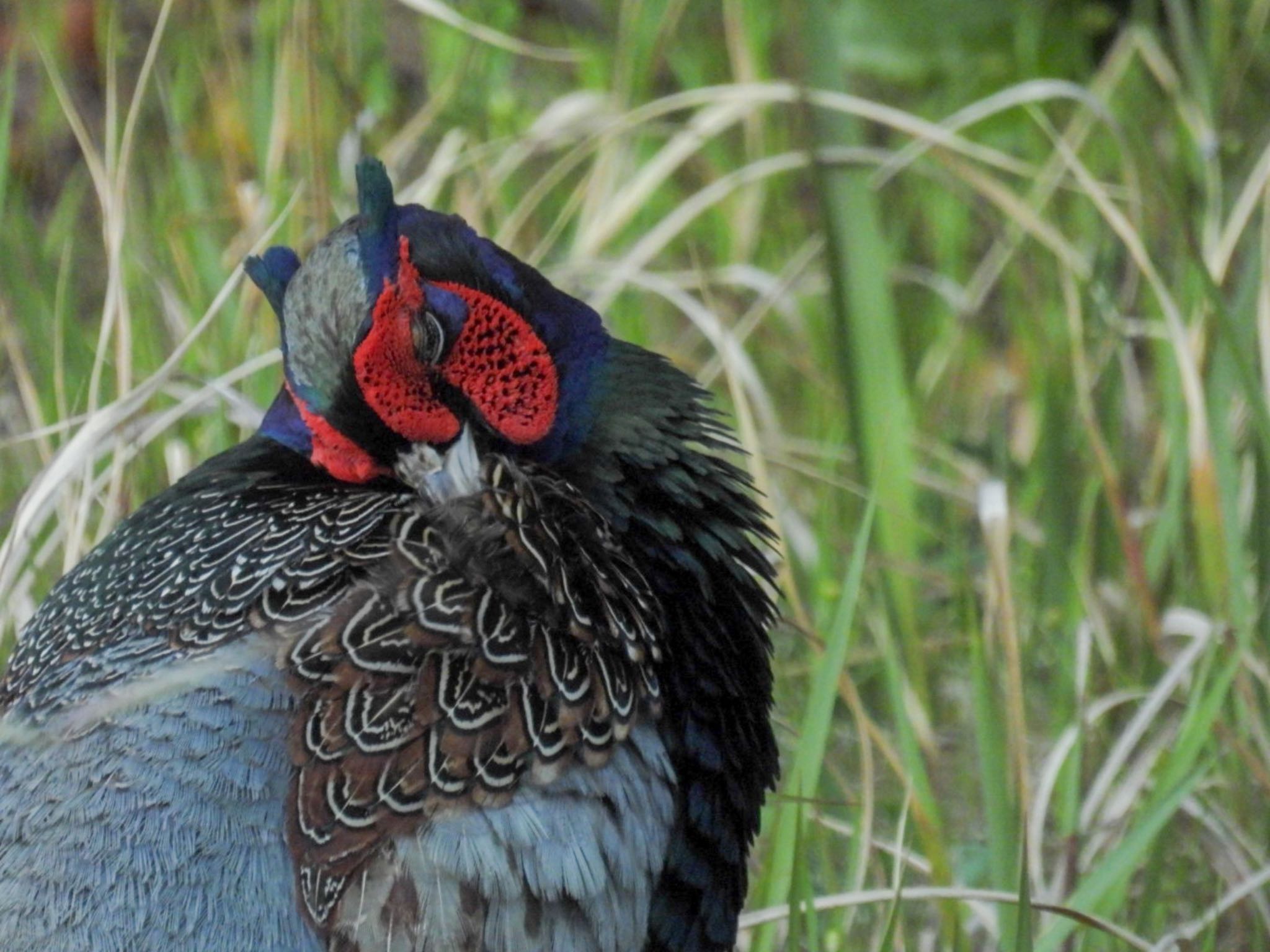 Photo of Green Pheasant at 新潟市西区 by ぽちゃっこ