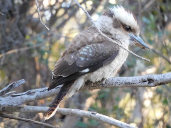 Laughing Kookaburra キングス・パーク・アンド・ボタニック・ガーデン Sat, 4/22/2023