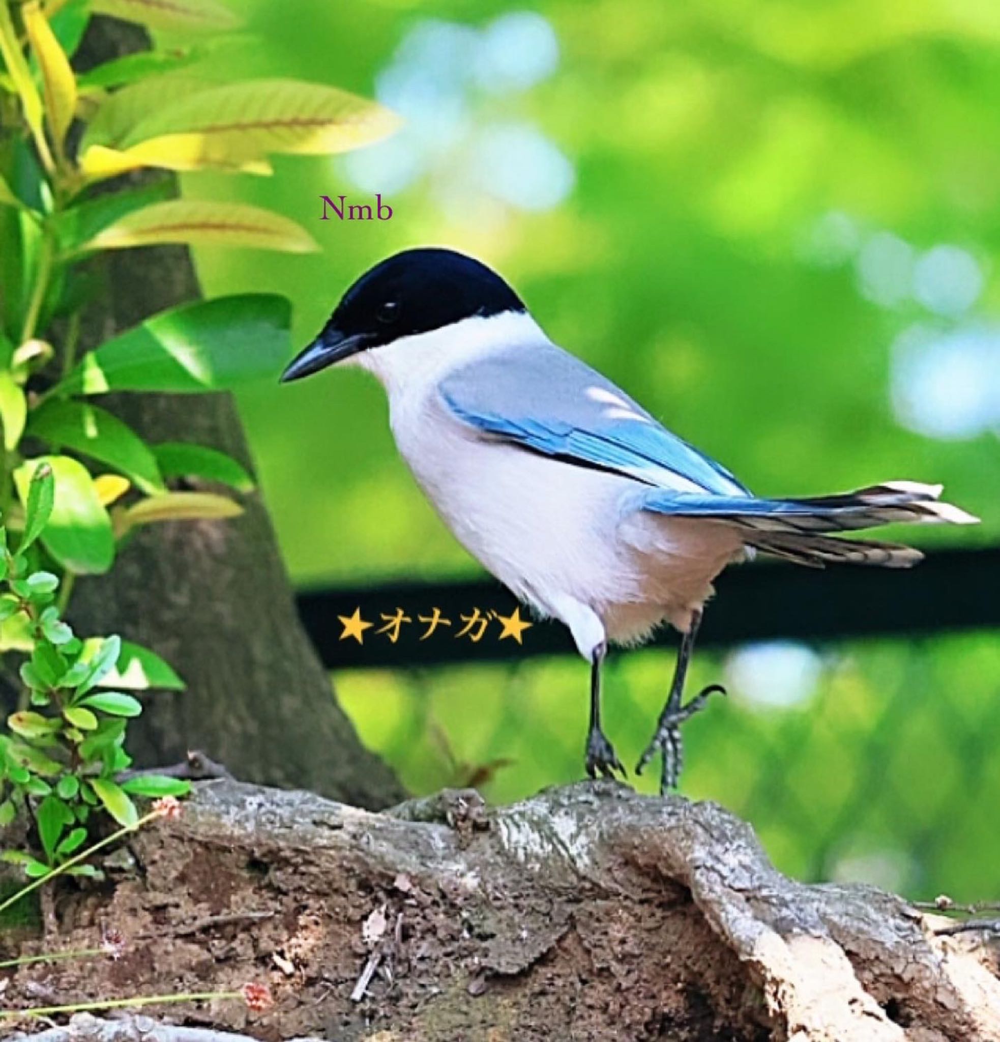 Photo of Azure-winged Magpie at  by soul.number.358