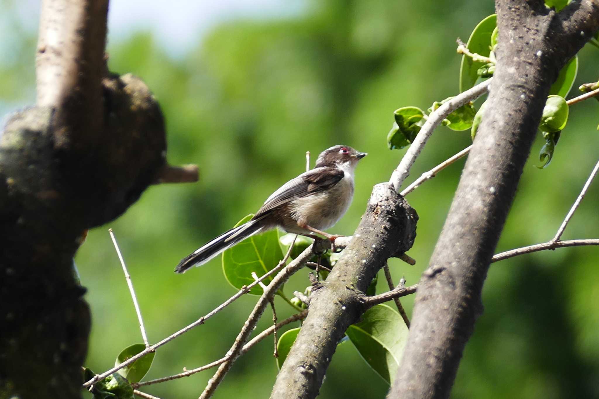 Photo of Long-tailed Tit at 東京都 by アカウント5509