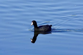 American Coot Henderson Bird Viewing Preserve,NV Mon, 5/8/2023