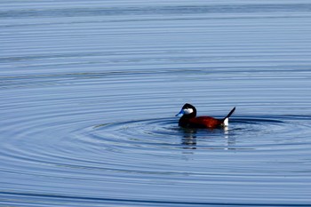 アカオタテガモ Henderson Bird Viewing Preserve 2023年5月8日(月)