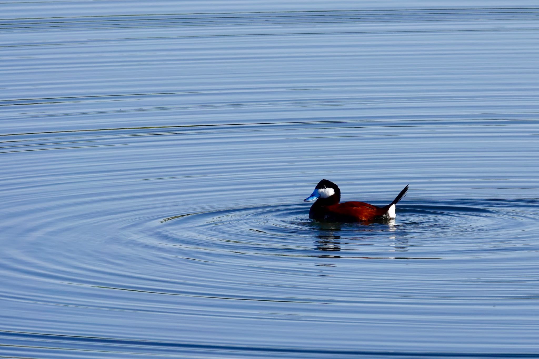 Henderson Bird Viewing Preserve アカオタテガモの写真 by speedgame