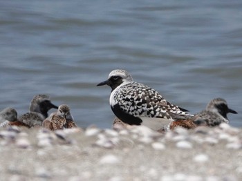 Grey Plover 荒尾干潟 Wed, 5/10/2023