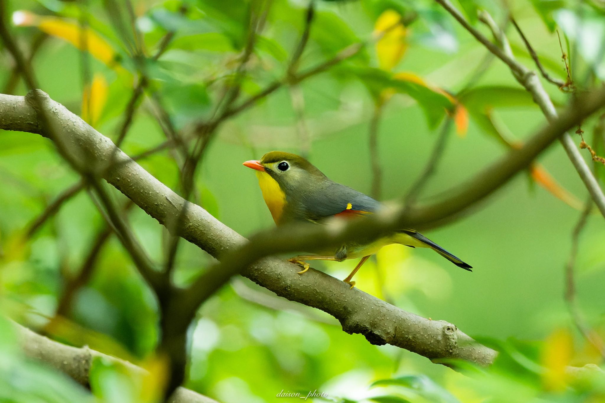 Red-billed Leiothrix