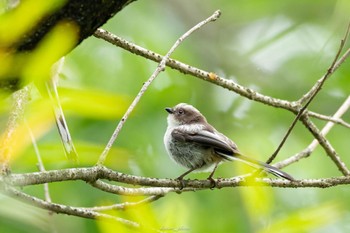 Mon, 5/8/2023 Birding report at 東京都立桜ヶ丘公園(聖蹟桜ヶ丘)