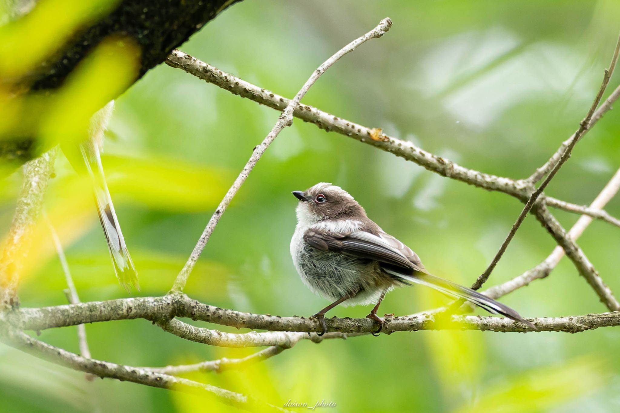 Photo of Long-tailed Tit at 東京都立桜ヶ丘公園(聖蹟桜ヶ丘) by Daison