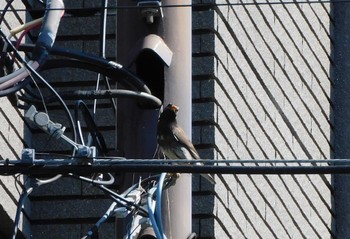 2023年5月16日(火) 妙正寺川の野鳥観察記録