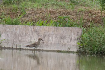 ウズラシギ 巨椋干拓地 2021年8月11日(水)