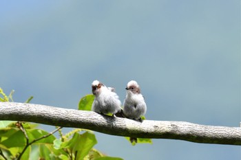 Long-tailed Tit 比叡山 Sun, 6/6/2021