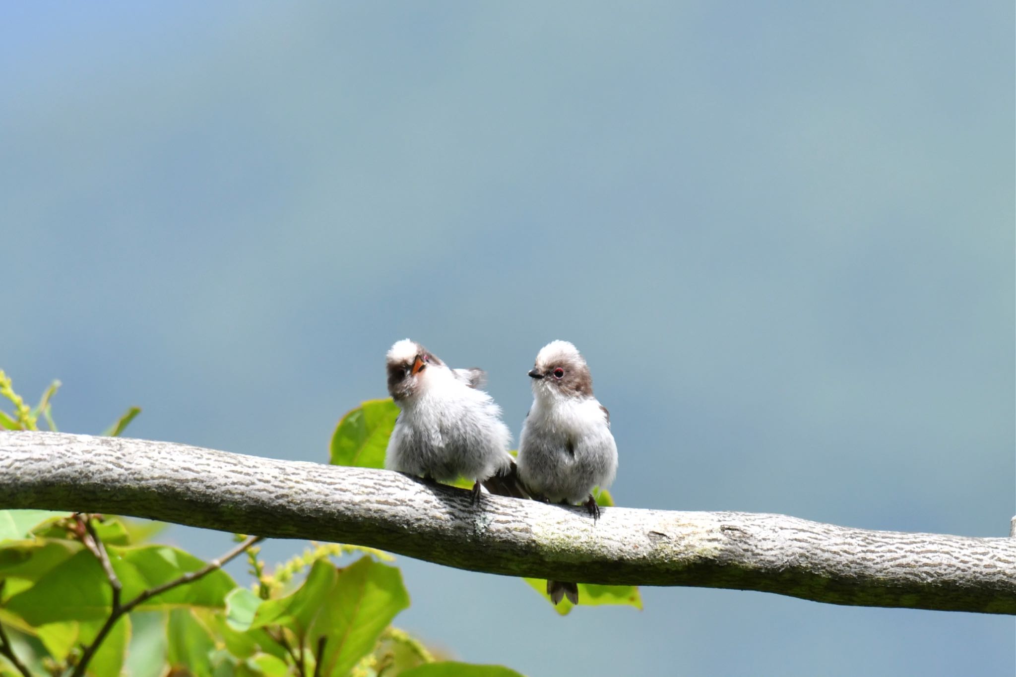 Long-tailed Tit