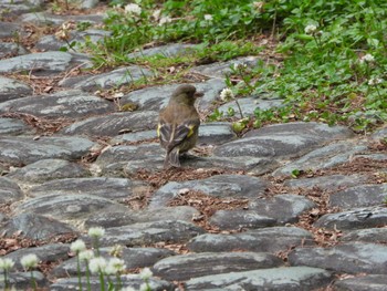 Sat, 5/13/2023 Birding report at 都市緑化植物園(大阪府豊中市寺内)