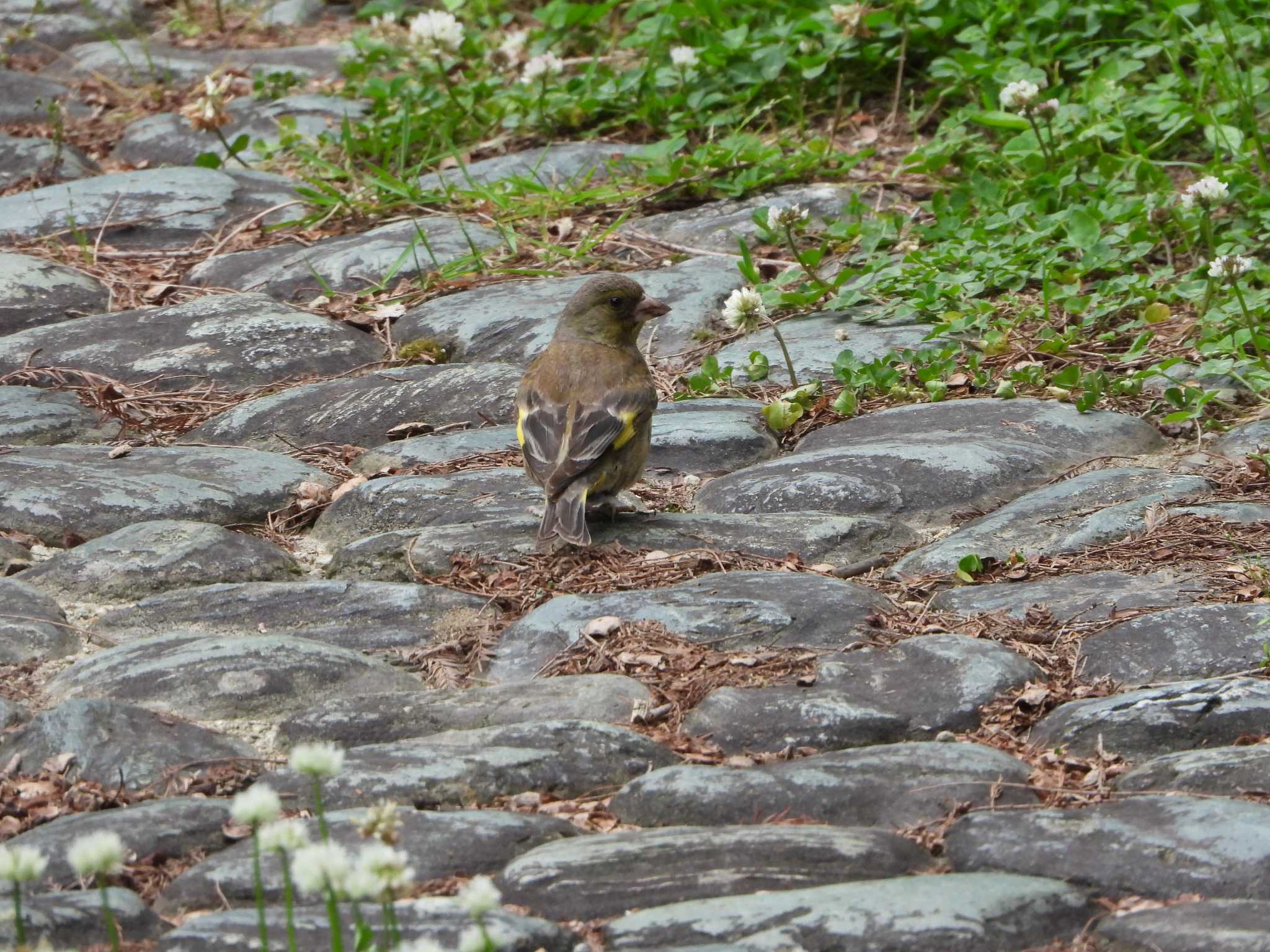 都市緑化植物園(大阪府豊中市寺内) カワラヒワの写真 by ひよひよ