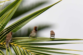 Scaly-breasted Munia Ubud Wed, 5/3/2023