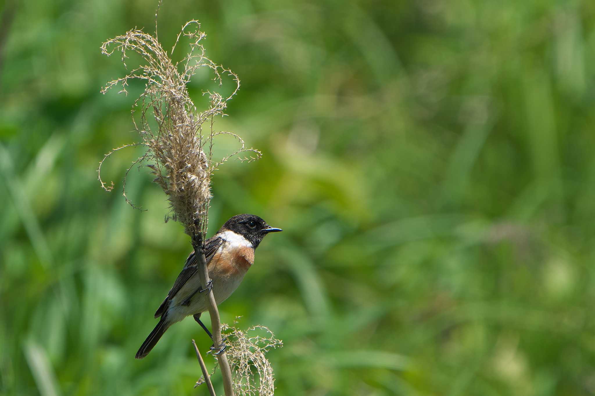 Amur Stonechat