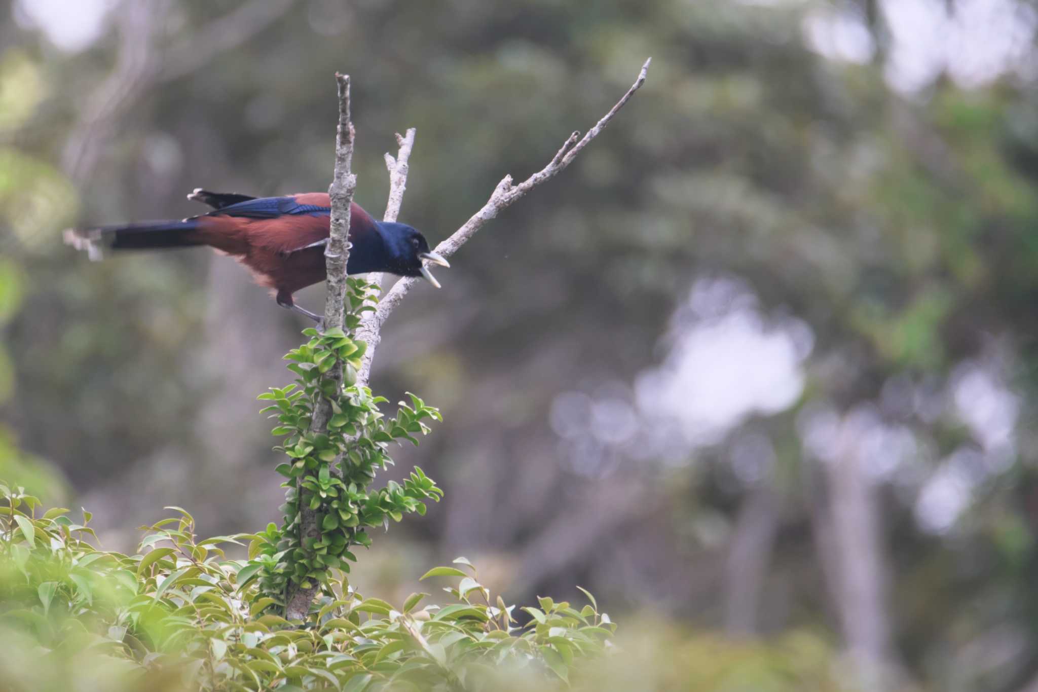 Photo of Lidth's Jay at Amami Island(General) by img.tko.pict