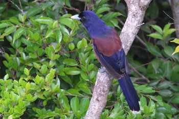 Lidth's Jay Amami Island(General) Sun, 5/14/2023