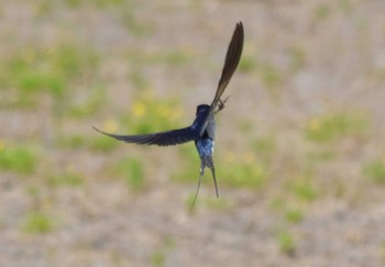 Barn Swallow 秩父 Tue, 5/2/2023