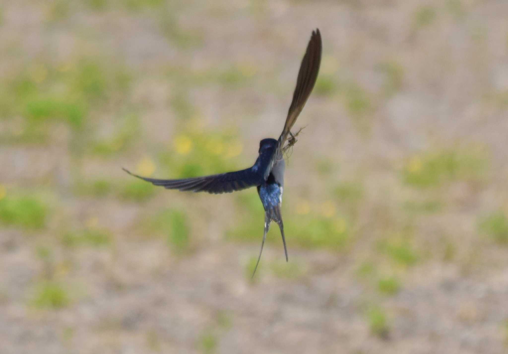 巣材集め by NM🐥📷