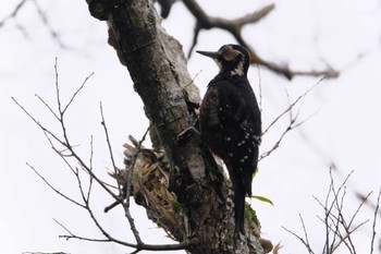 White-backed Woodpecker(owstoni) Amami Island(General) Sun, 5/14/2023