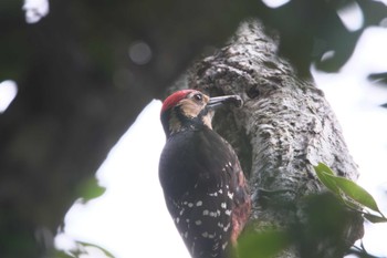 White-backed Woodpecker(owstoni) Amami Island(General) Sun, 5/14/2023