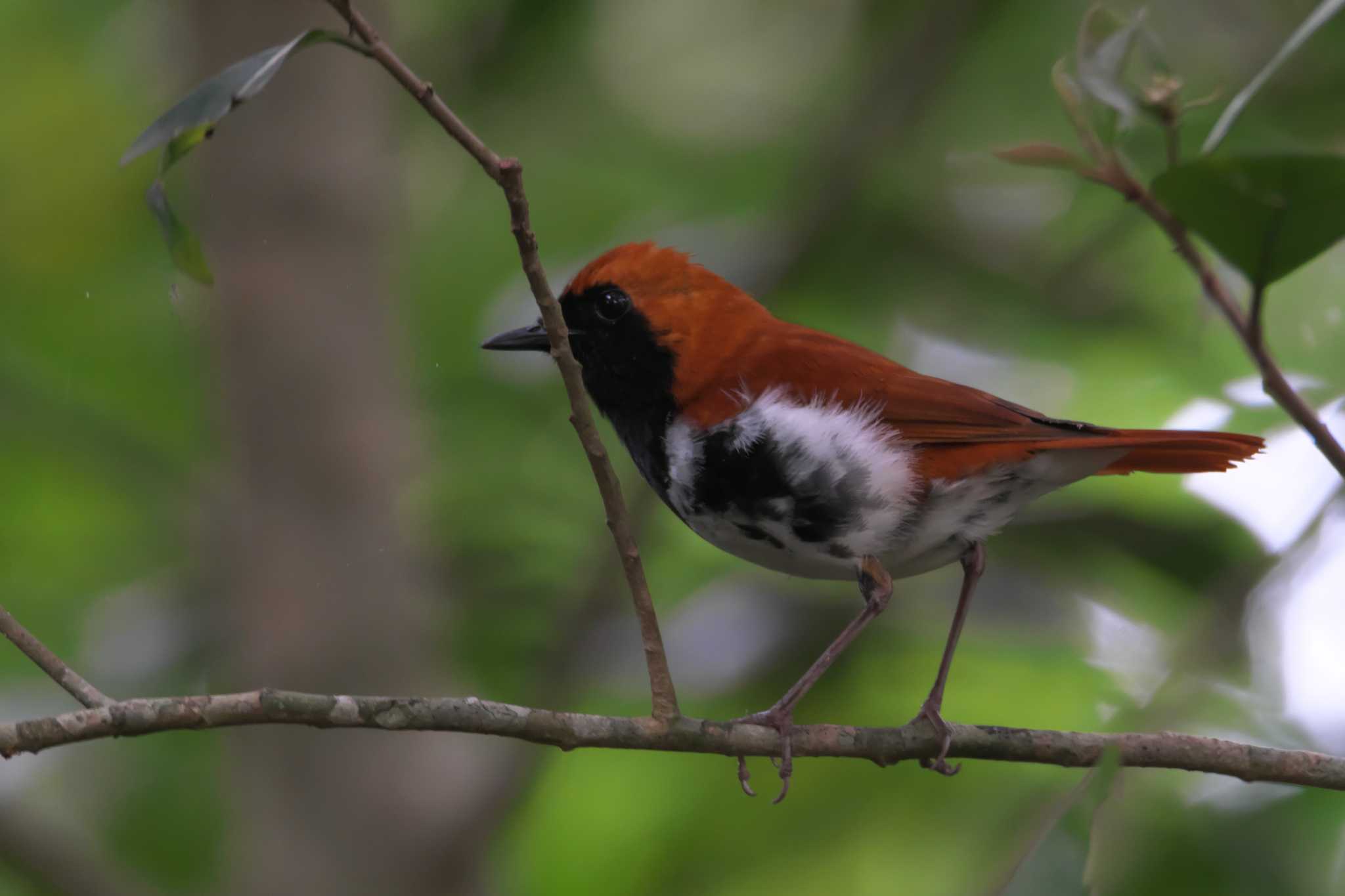 Photo of Ryukyu Robin at Amami Island(General) by img.tko.pict