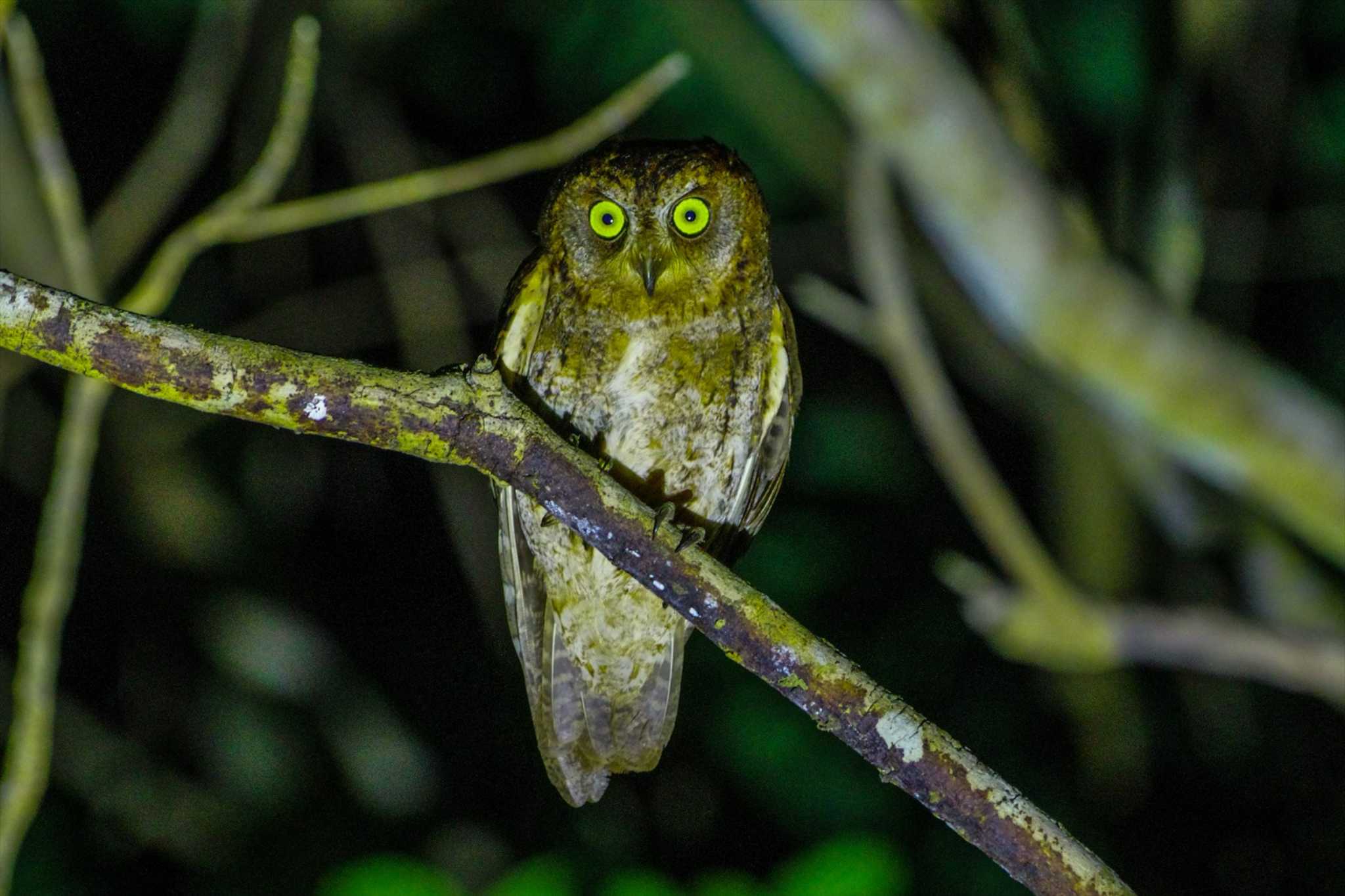 国頭村(沖縄県) リュウキュウコノハズクの写真