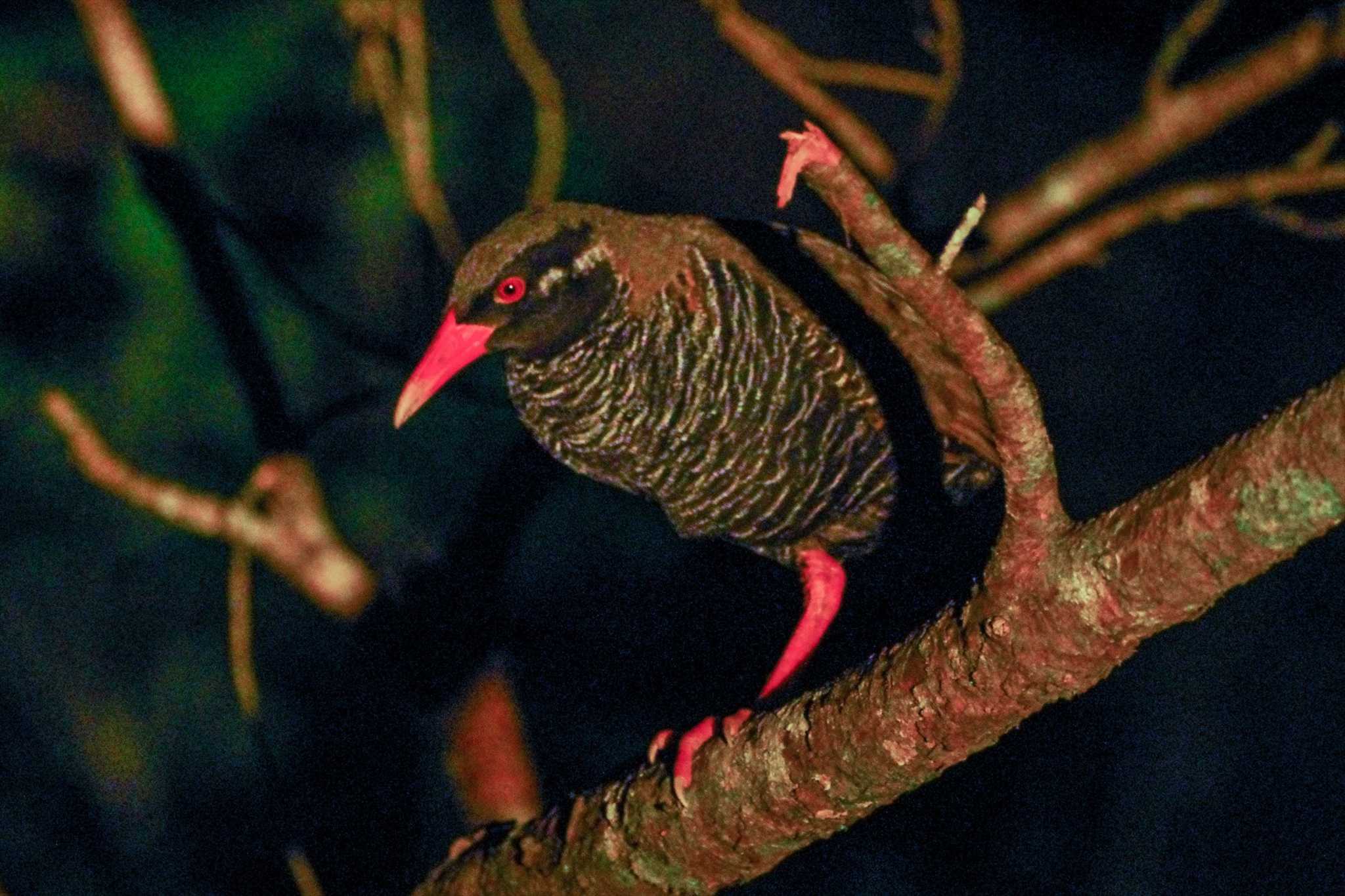 国頭村(沖縄県) ヤンバルクイナの写真