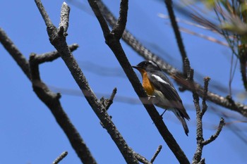 2023年5月15日(月) 舳倉島の野鳥観察記録