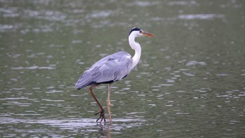 アオサギ 葛西臨海公園 2016年7月17日(日)