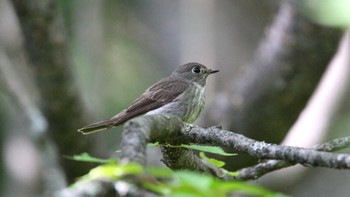 サメビタキ 池の平湿原 2016年7月20日(水)