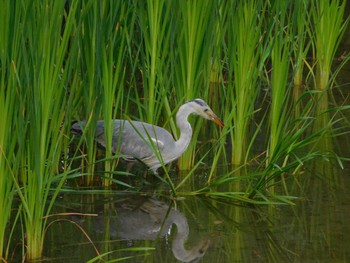 アオサギ 日比谷公園 2023年5月16日(火)