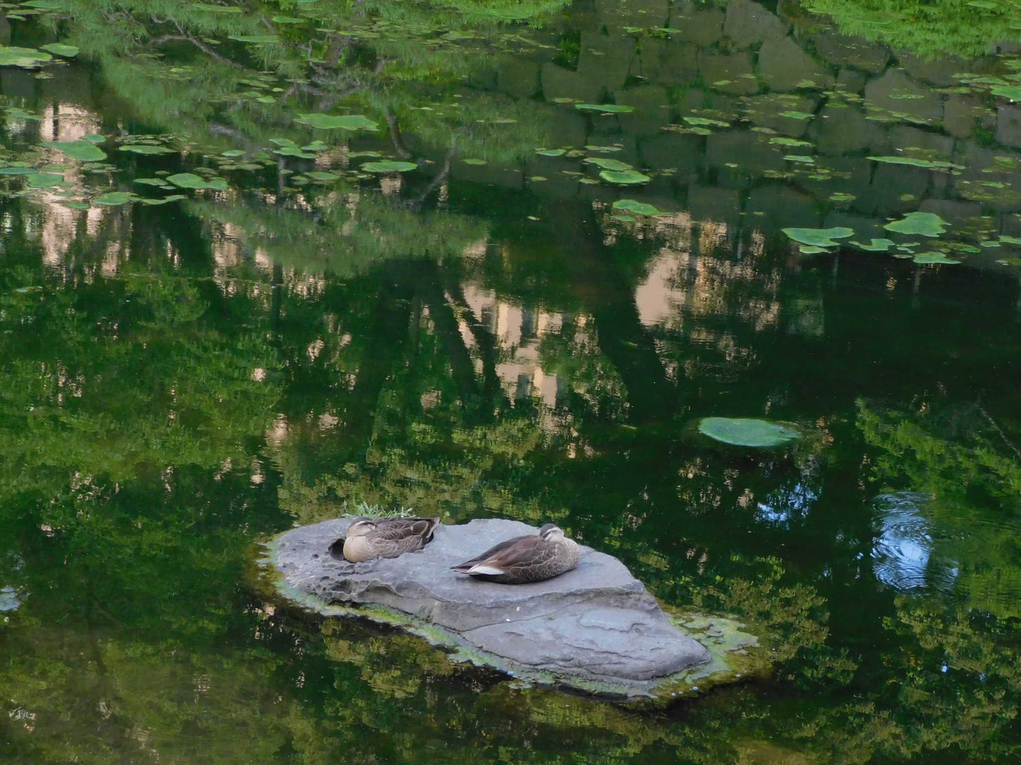 日比谷公園 カルガモの写真