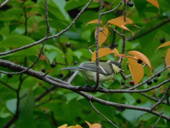 2023年5月16日(火) 日比谷公園の野鳥観察記録