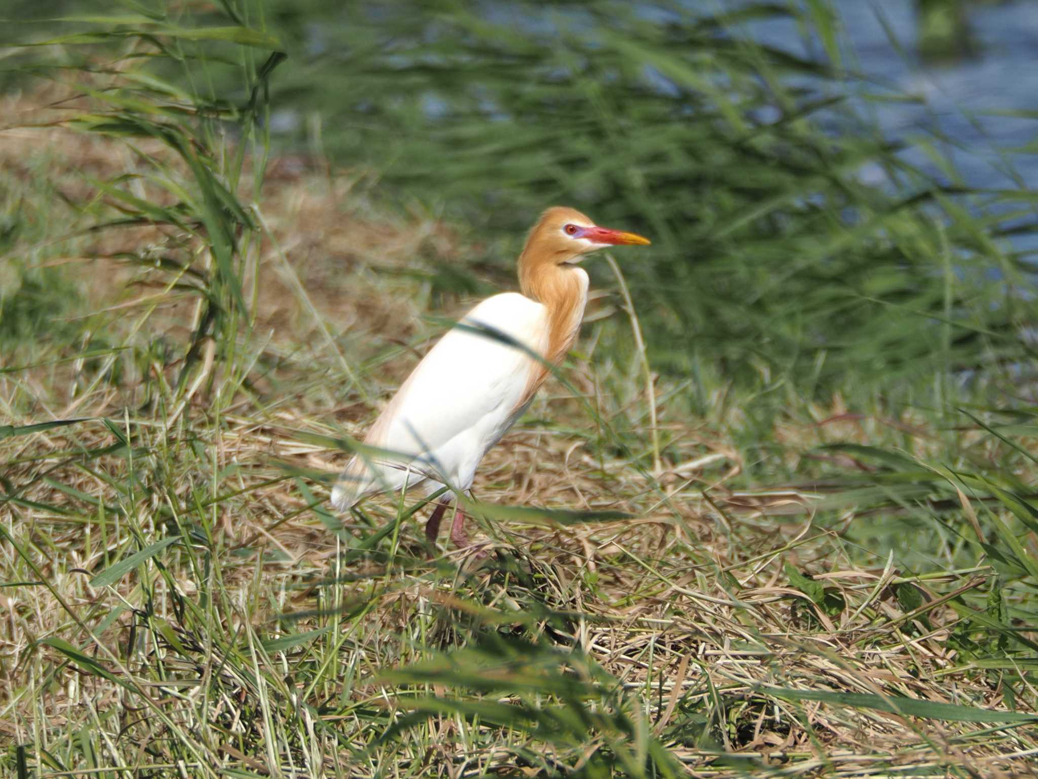 愛知県愛西市立田町 アマサギの写真 by MaNu猫